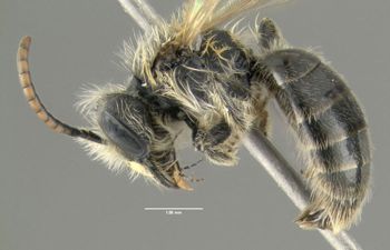 Media type: image;   Entomology 609528 Aspect: habitus lateral view